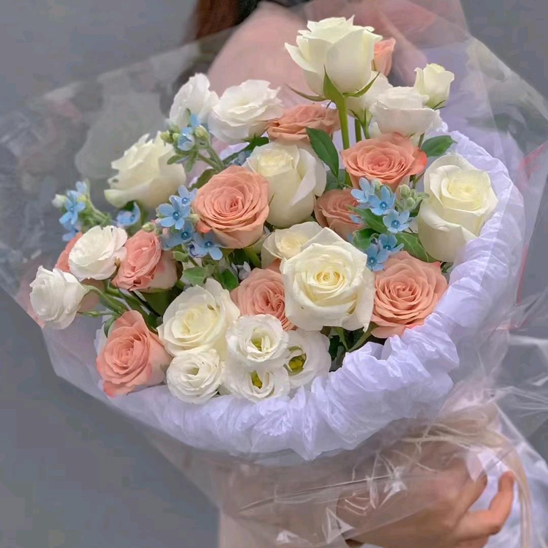 橄榄树