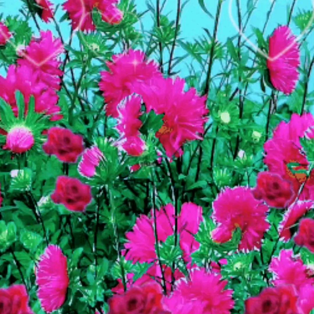 🌺🌹天天开心