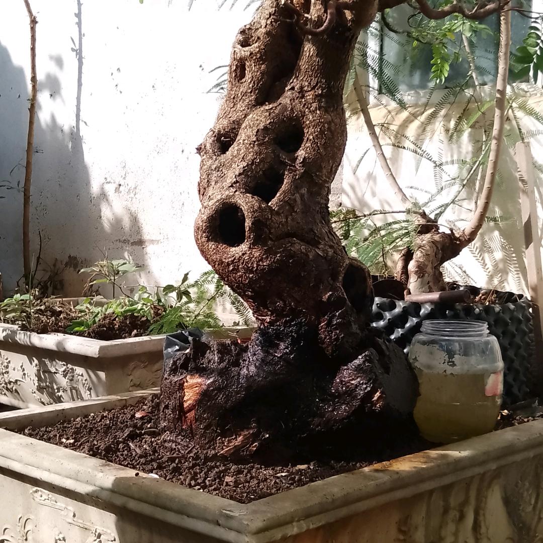 石榴树青香木缘
