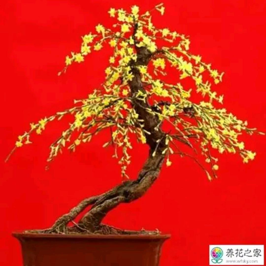 金猪瑞锦财