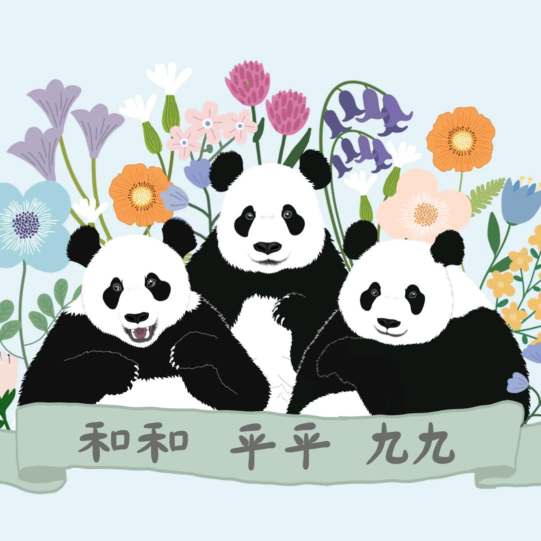 淡如禅的窝窝