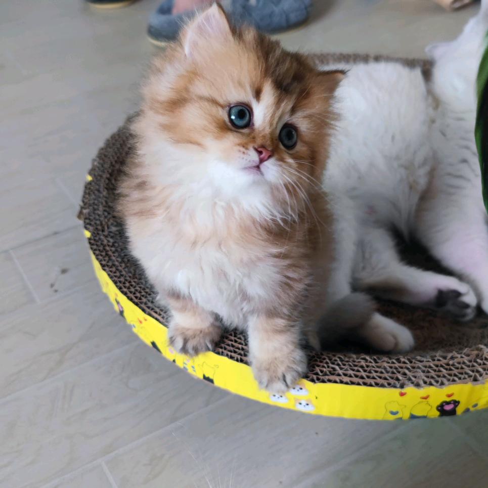鹰潭小梅家养小猫（赛级血统小猫个人养户）