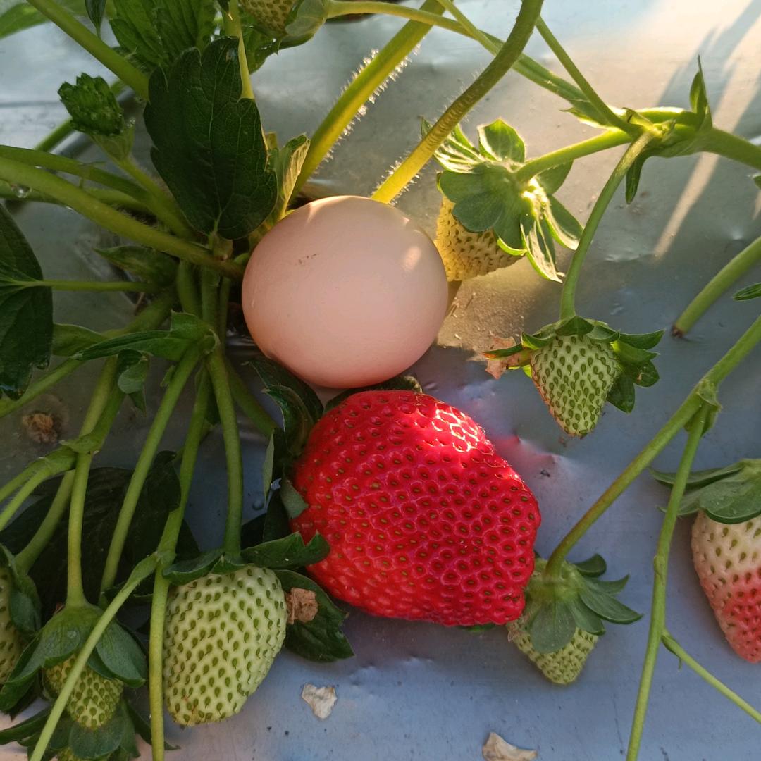 德昌精益求精草莓育苗基地