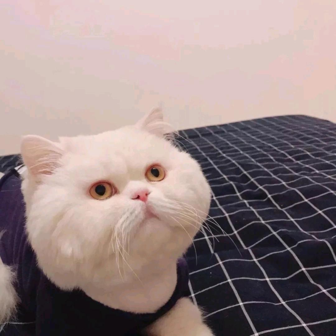 凤凰集团杨超