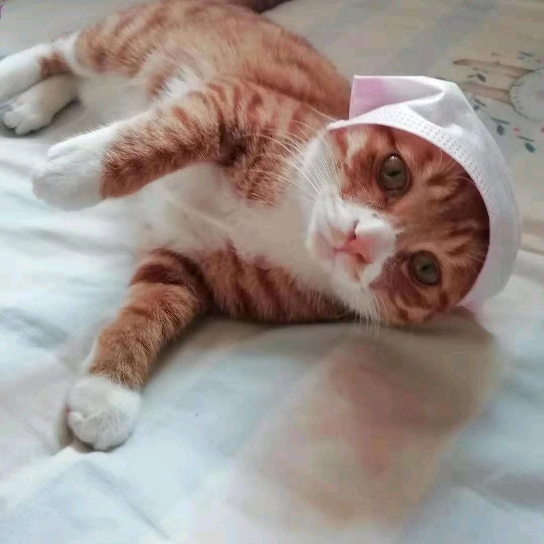 zx鹿鸣