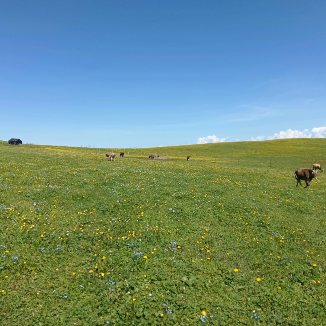 青青牧场旅游租车，小马