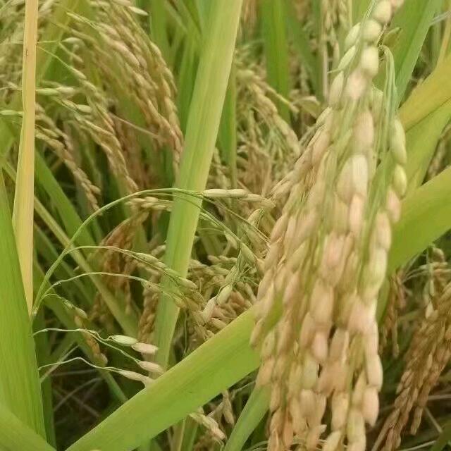 徐栋