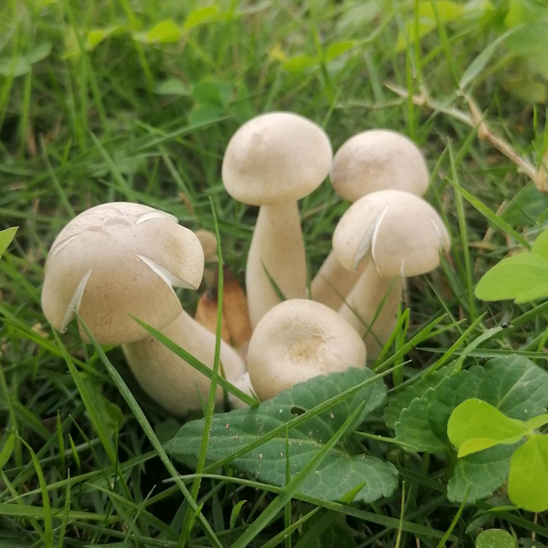 紫罗兰！！！！！！