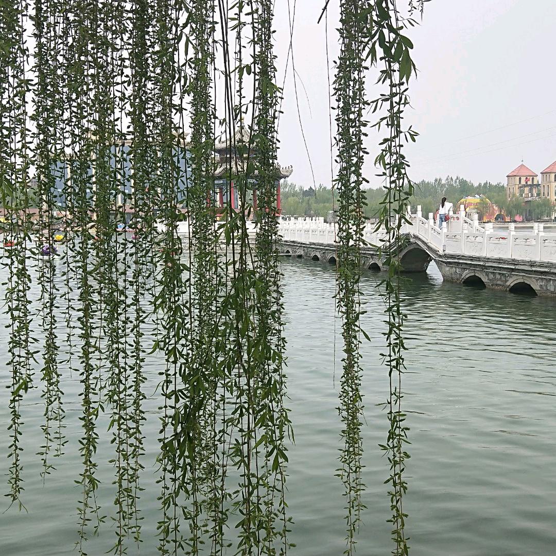 美国骆驼鞋