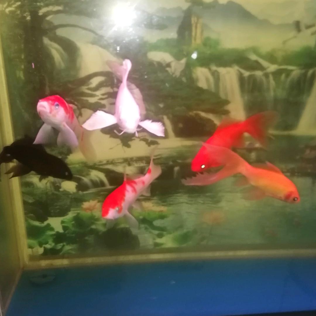 每天等你