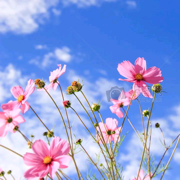 寒🌹梅🌹申