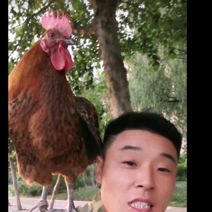 邯郸扛鸡第一人
