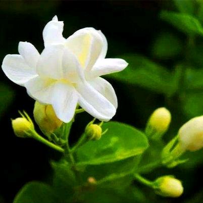 含香茉莉