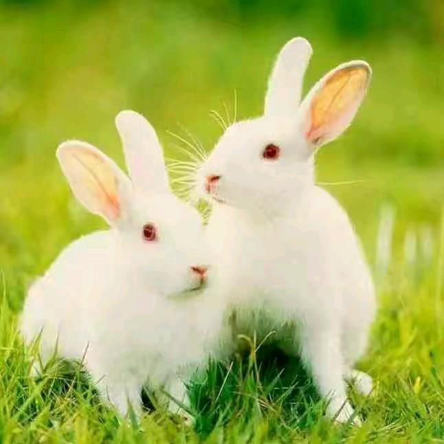 你的月亮我的心