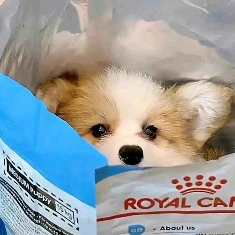 维尼爱舔酸奶盖