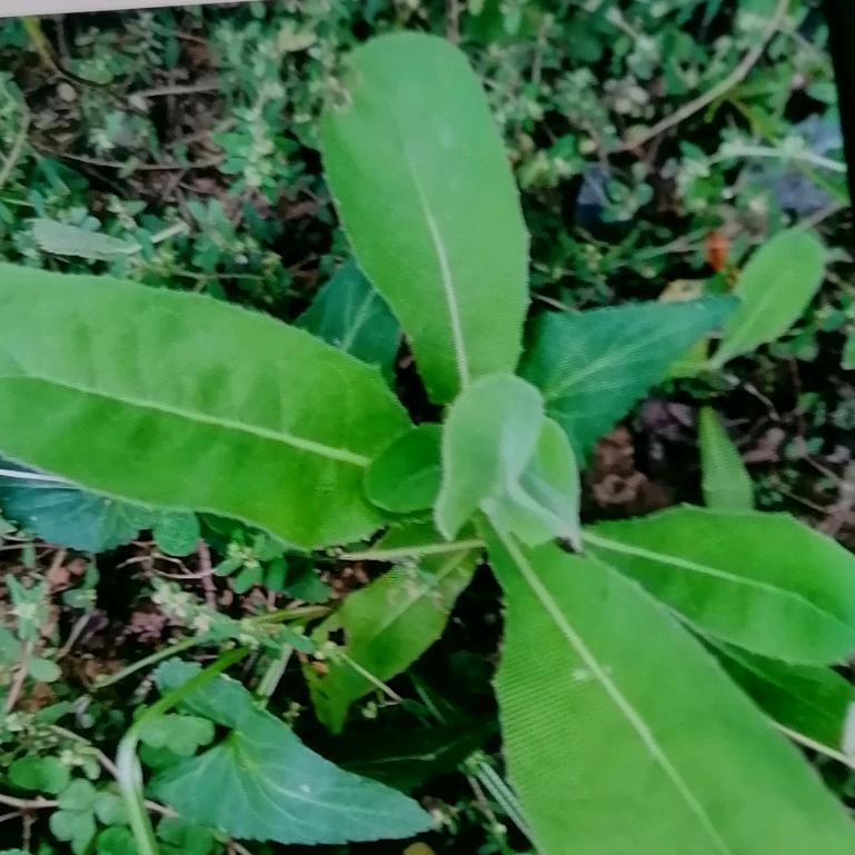 用户胡厚玉🌺🌺