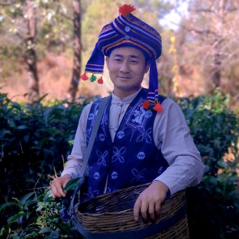 云茶供应链熊熊