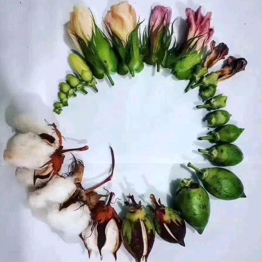 九朵棉花