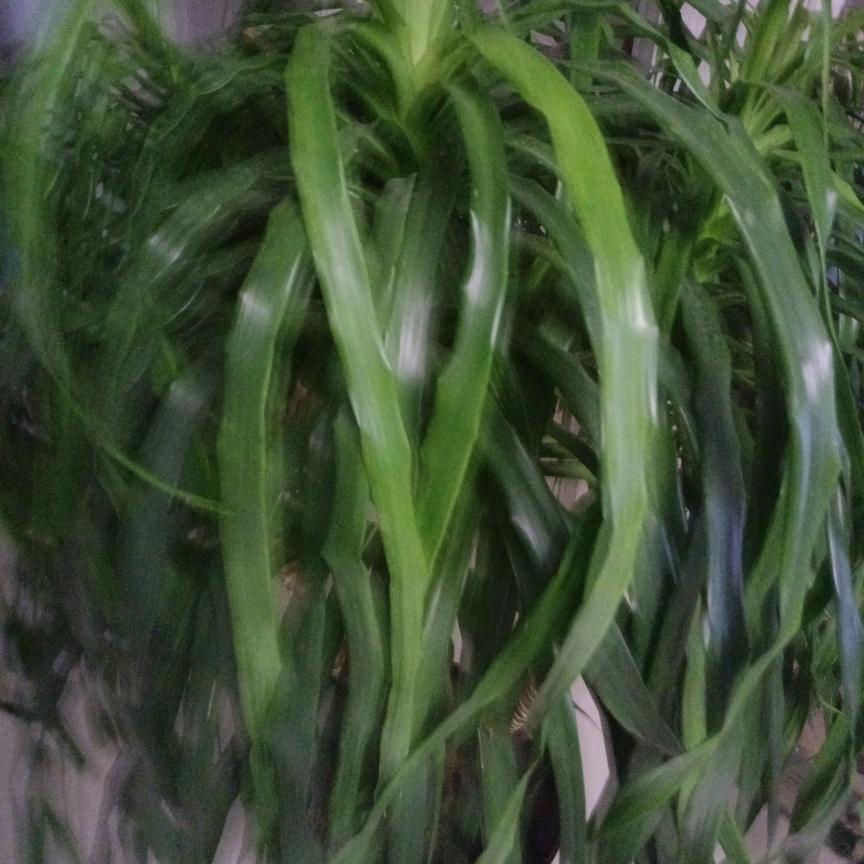 梁秀芳