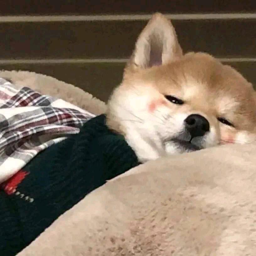 •ᴥ•