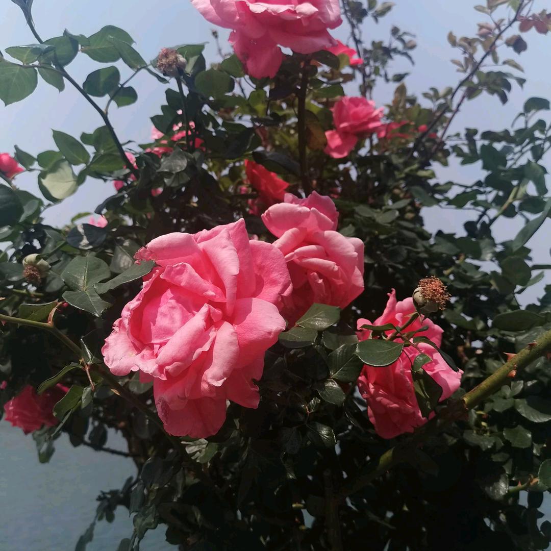 八月桂花开