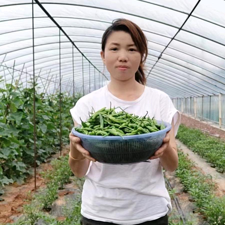 樟树港辣椒—苏苏种植园