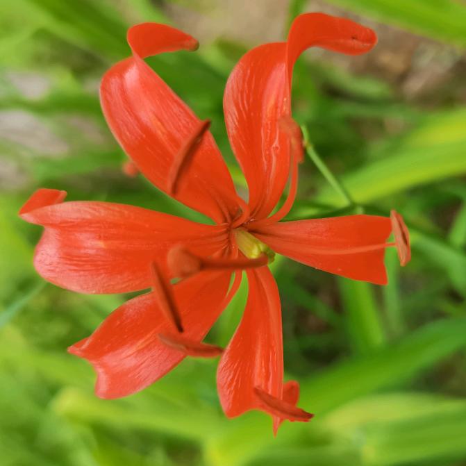 大漠