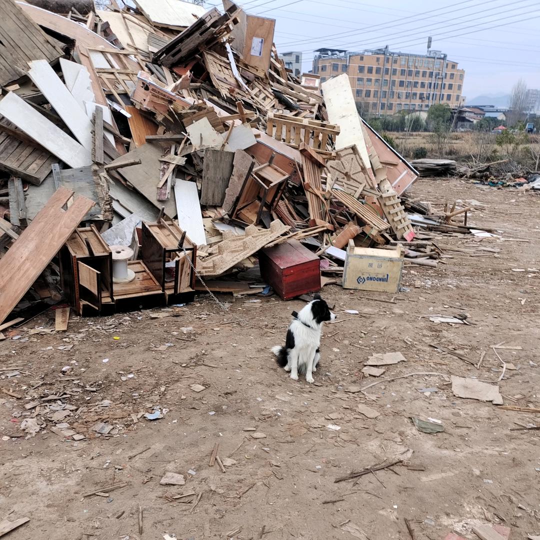 大量收购废木料！