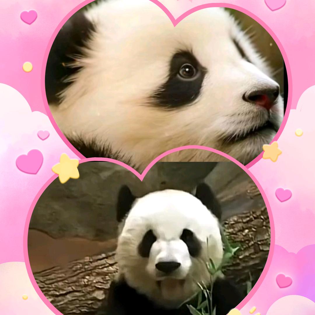 不是吃的巧克力