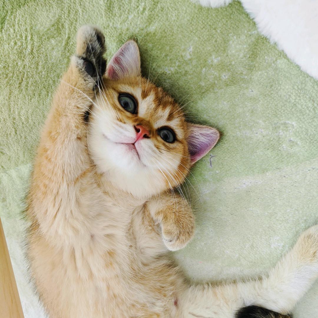 枇杷猪🐱