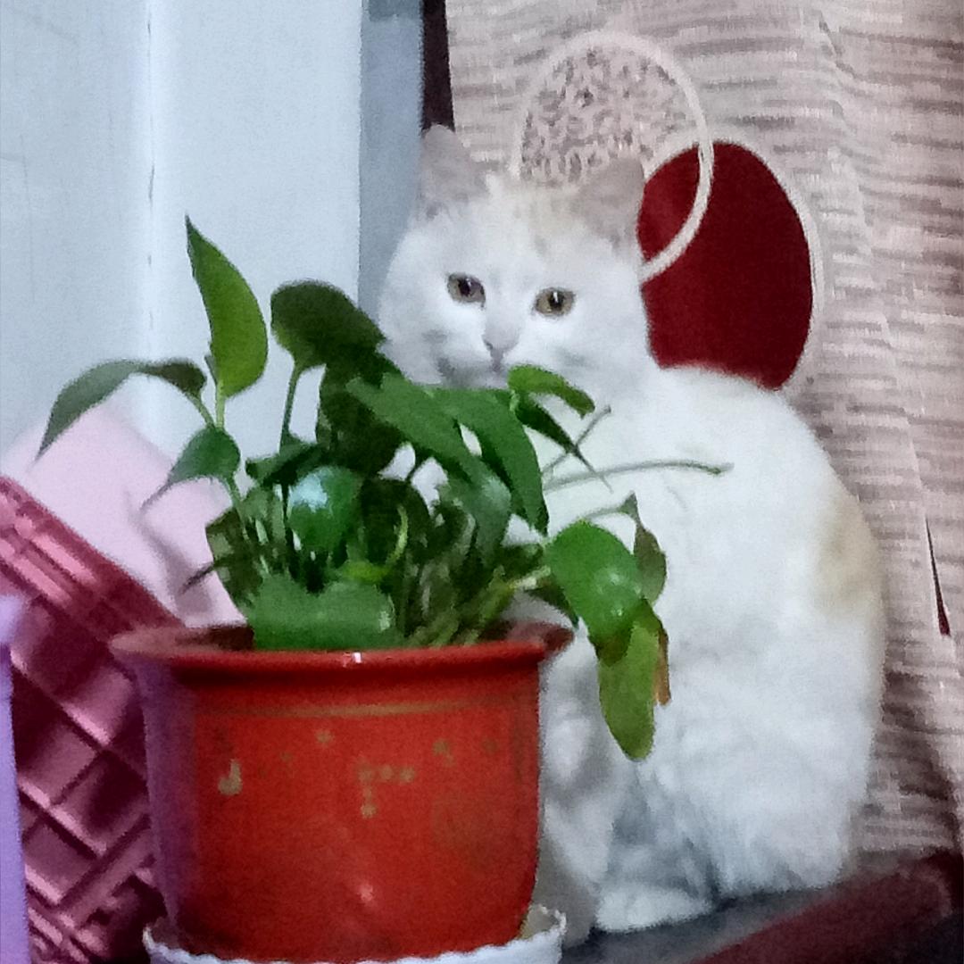 幸福花
