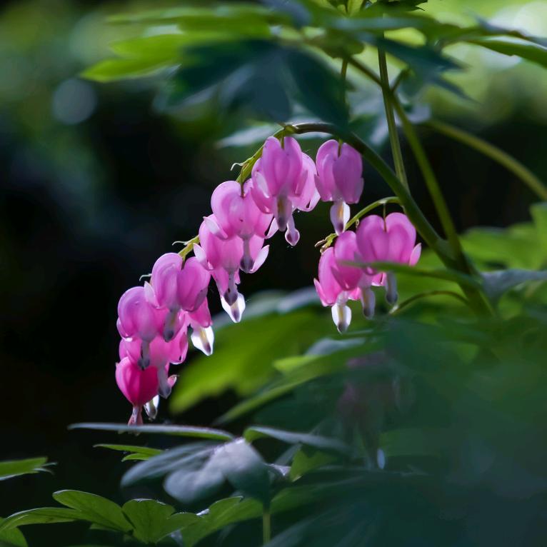香茗