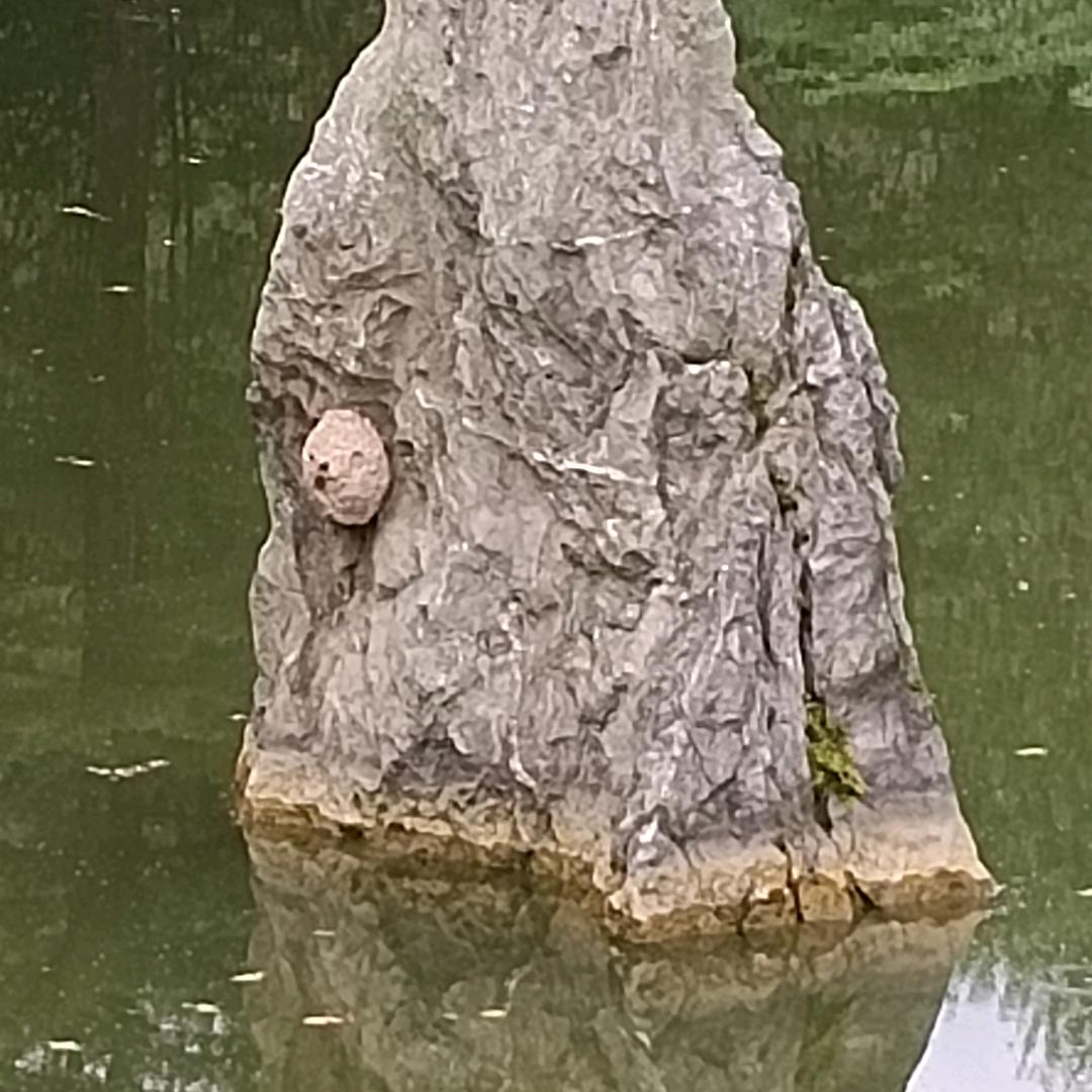 金子：白山民意小区