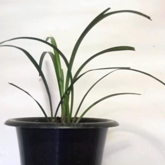 木老爷