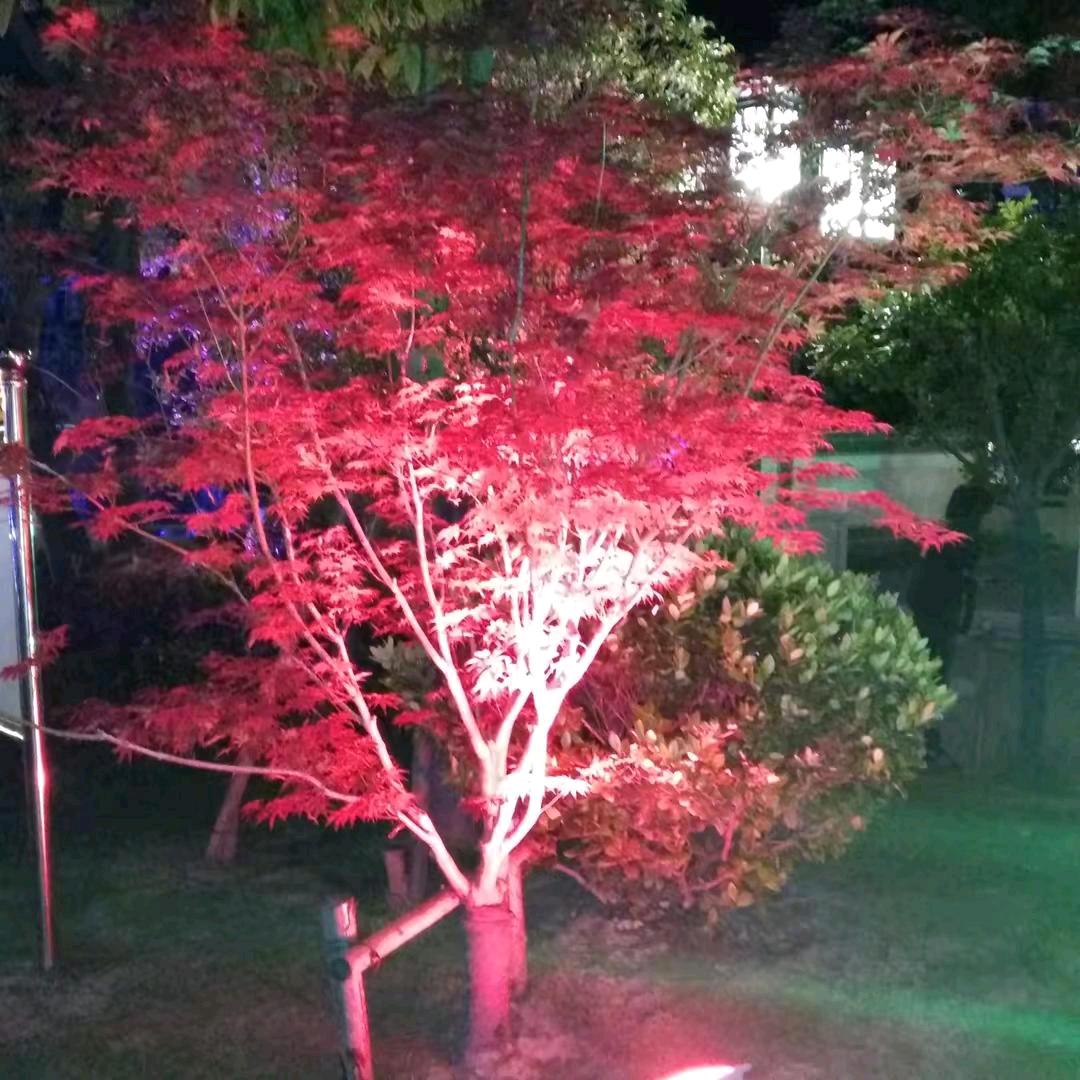 灯光下的景美