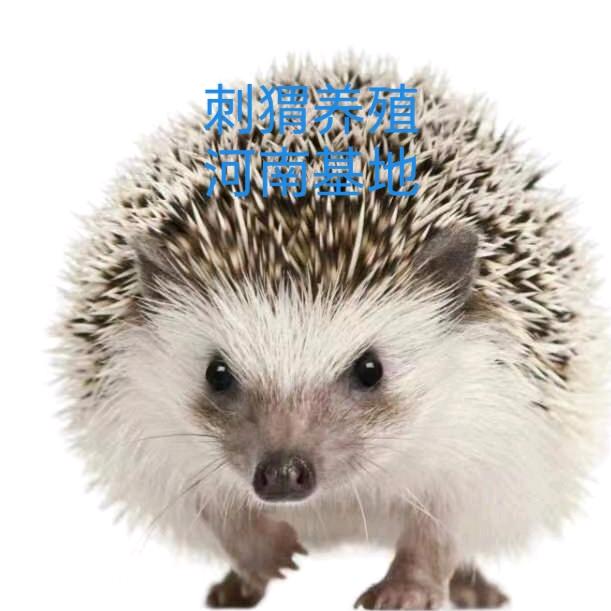 河南平顶山闰景药用刺猬养殖基地