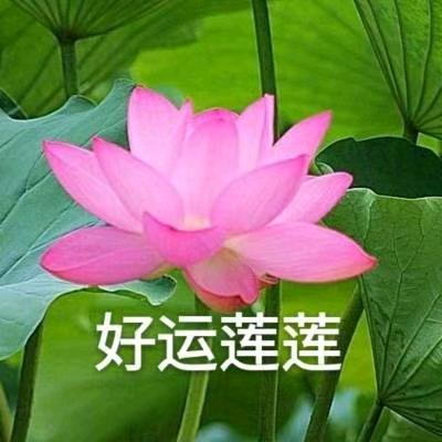 好运莲连