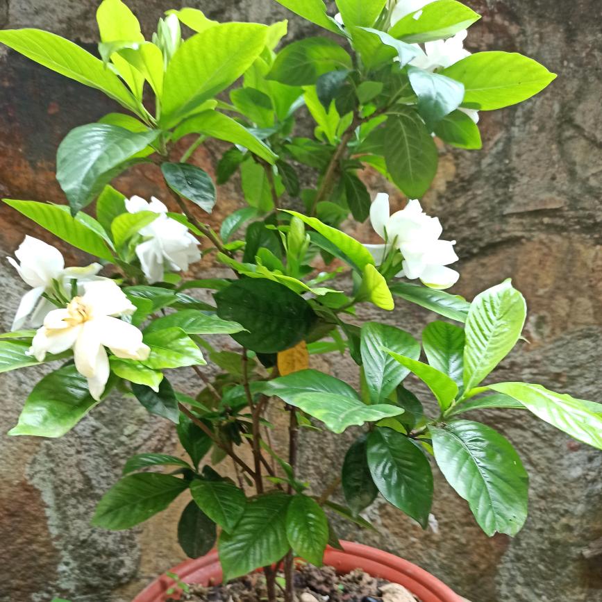 🌈 🌸心琴🌸 🌈