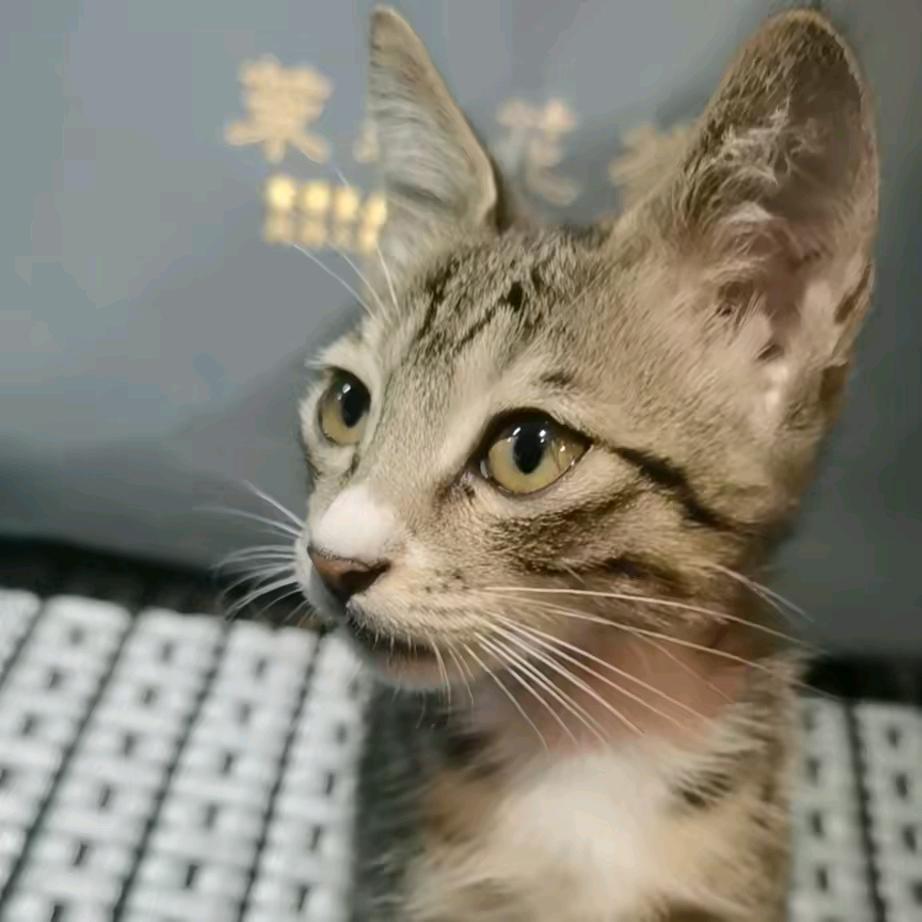 猫喵客栈-领养馆（可投喂可撸猫）