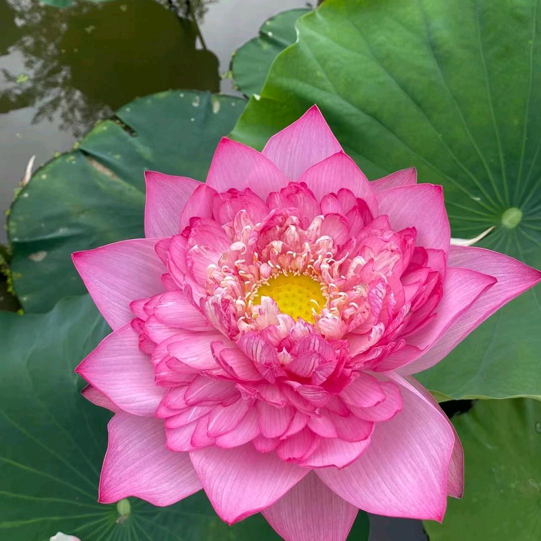 星河居士