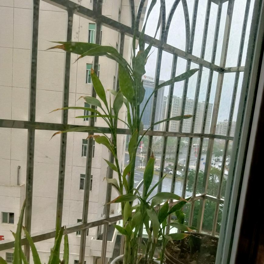 随缘的家乡