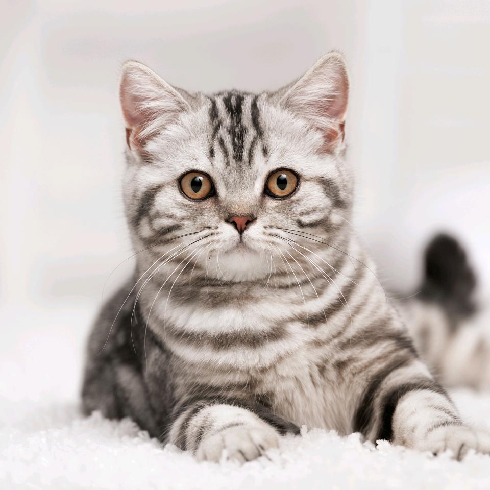 Stella