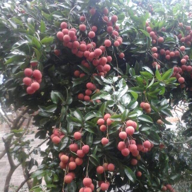 朝阳明亮