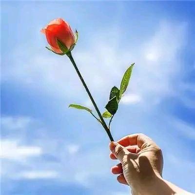 花开富贵520
