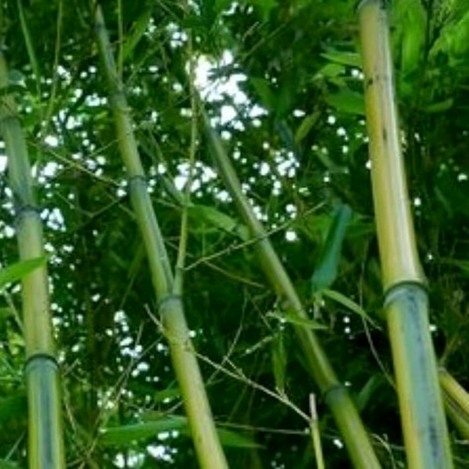 青竹（月瘦10到20斤）