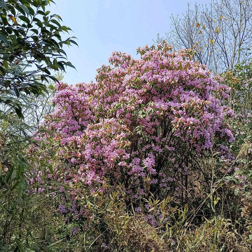 鸿运高照