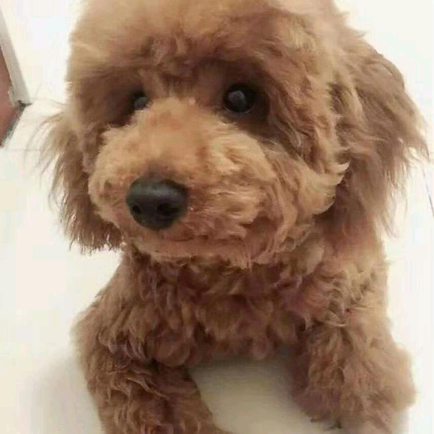 我是傻瓜，