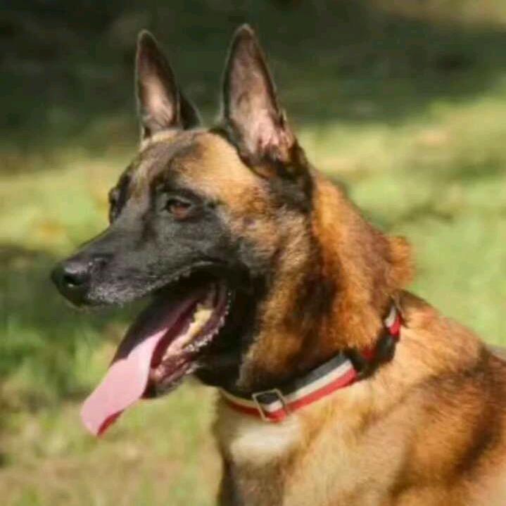 虎子训犬俱乐部