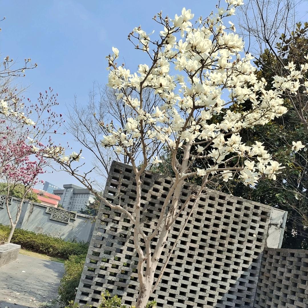 莣忧草