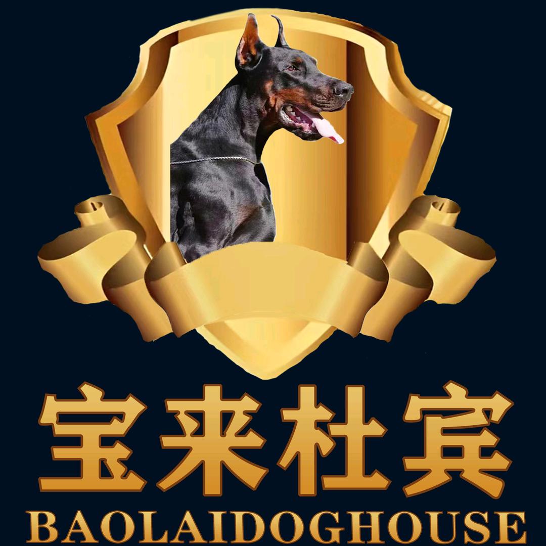 宝来杜宾